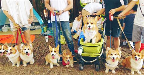 養狗狗 喜中